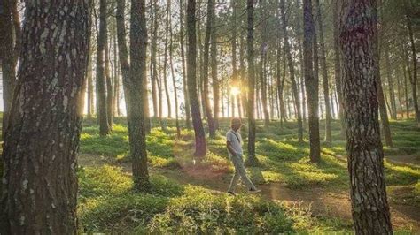 Kamojang Ecopark Surga Hutan Pinus di Garut yang Memikat Hati