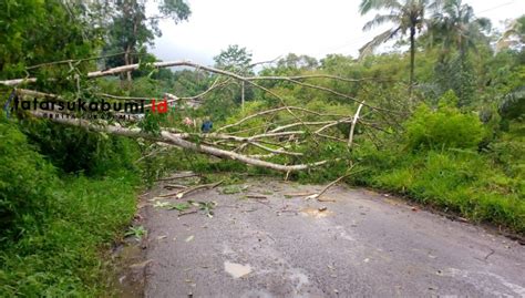 Pohon Tumbang Tutup Total Jalan Ciaul Sukabumi