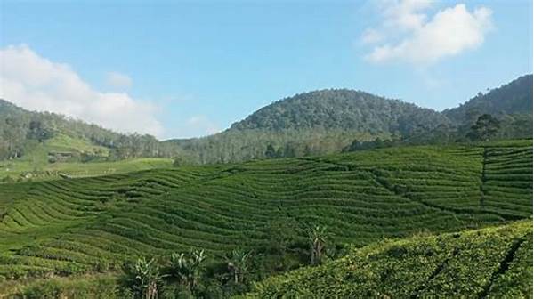 Bagaimana Wisata Alam Bisa Jadi Terapi Alami Untuk Kesehatan Mental